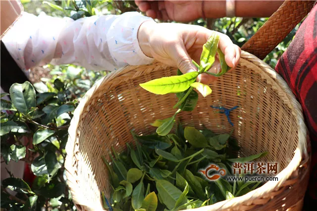 西双版纳茶区新八大茶山2020年春茶价格预测