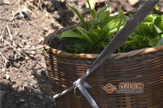 疫情未了，春茶待采，茶行业该如何应对？