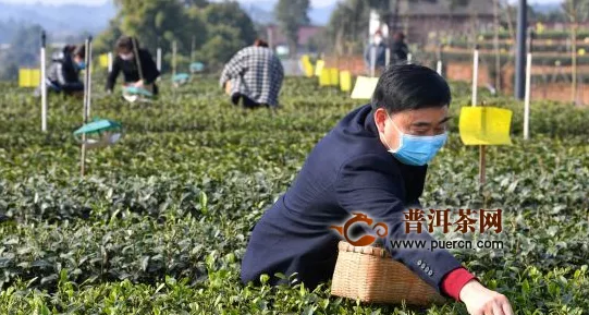 川茶集团复工后工人选茶间隔3米以上