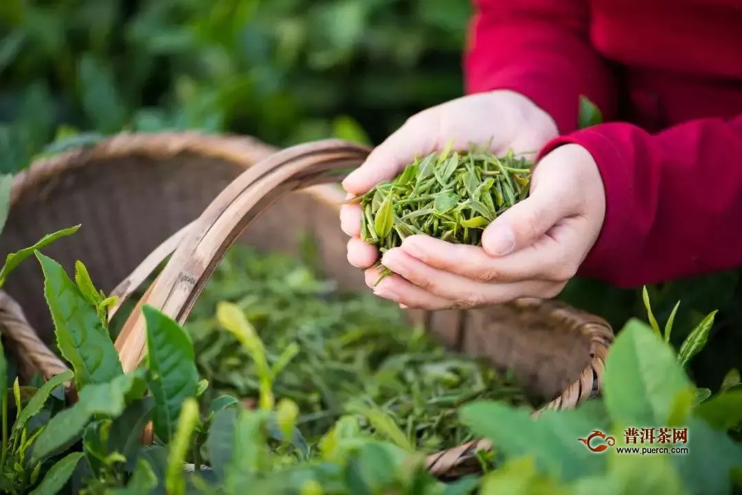 泸州纳溪疫情不阻春茶香 30万亩特早茶开采