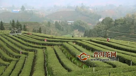 四川纳溪:疫情难阻春茶香 30万亩特早茶开采