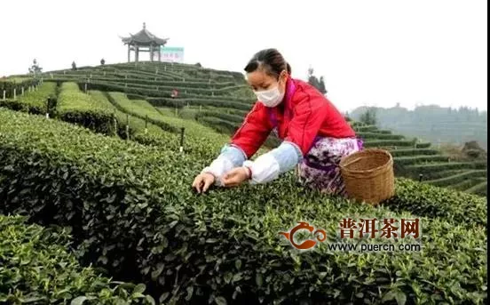 应对疫情谋良策，不误农时促生产--福建省春茶生产应对措施！