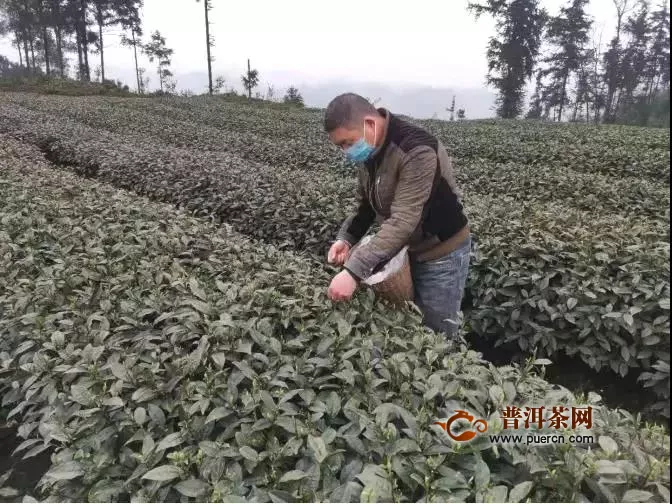 雅安市雨城区2020年春茶已开采