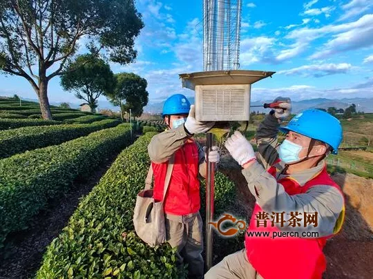 情系茶农 浙江松阳县供电公司护航茶产业复产复工