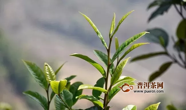 云南勐库茶区古树茶2020年价格多少钱