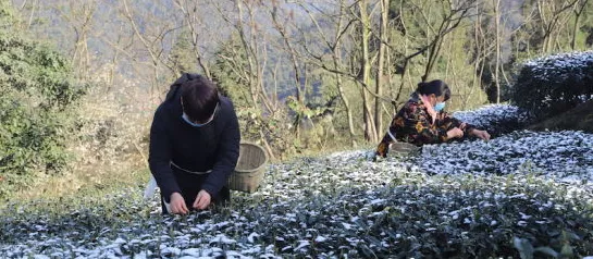 四川纳溪：纳溪高山雪茶 企业复工复产不减收