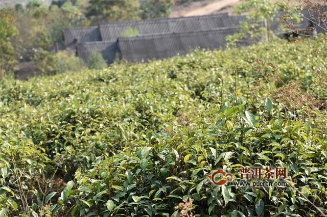 六盘水六枝特区2020年春茶生产应对措施建议