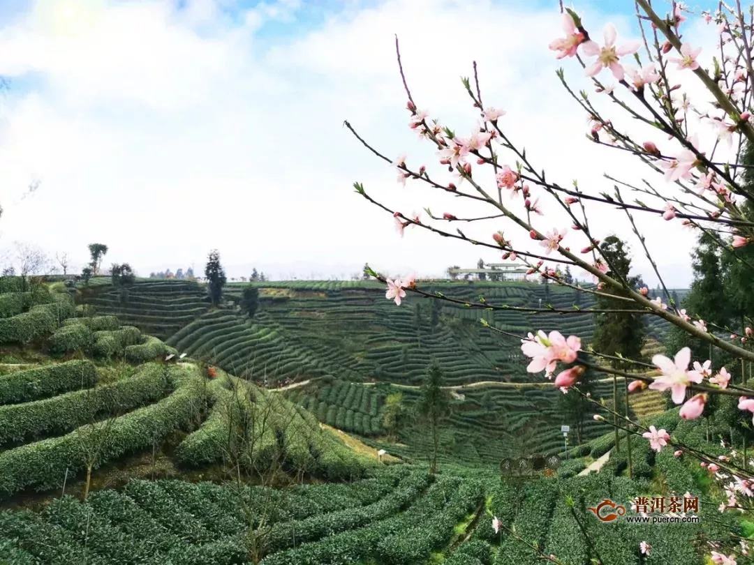 雅安市2020年首批春茶开始采摘