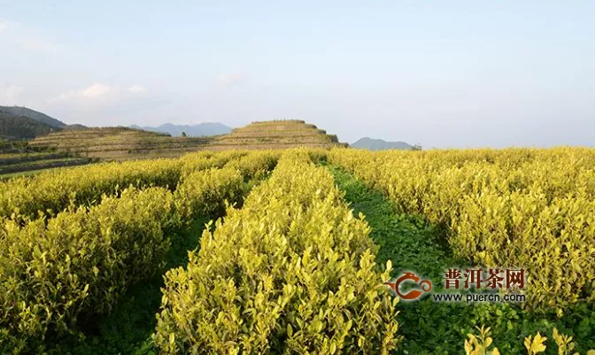 县农业农村局“1+3”模式　助力茶产业战“疫”