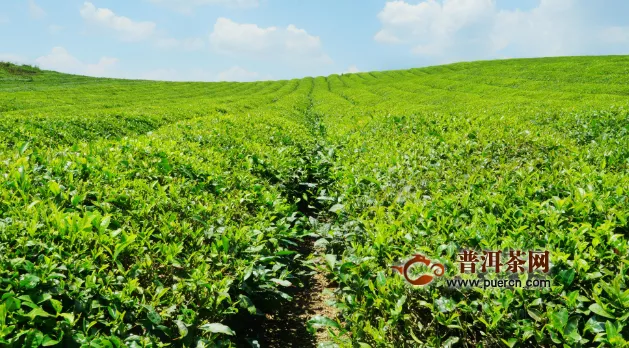 世界上面积最大的茶海 连片茶园超4万亩