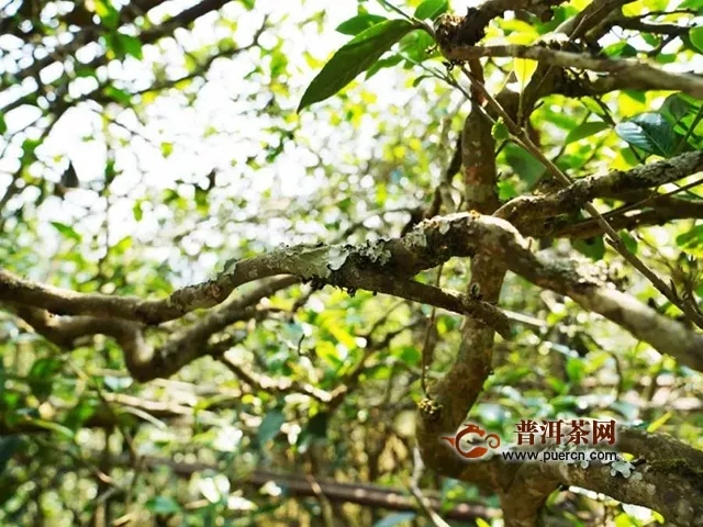 吉普號(hào)茶山黑話：價(jià)格年年暴漲！普洱茶王“老班章”憑什么這么硬氣？