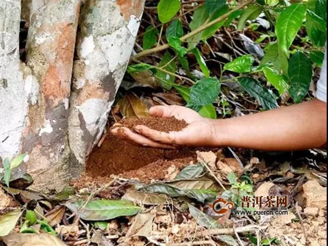 吉普号茶山黑话：价格年年暴涨！普洱茶王“老班章”凭什么这么硬气？