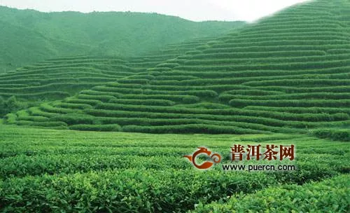 浙江龙井茶力争到2020年产值达80亿元