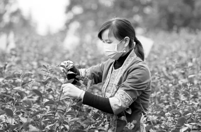 广西： 三江县1.8万亩早春茶开采