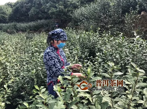 浙江永嘉4.6万亩乌牛早茶开摘