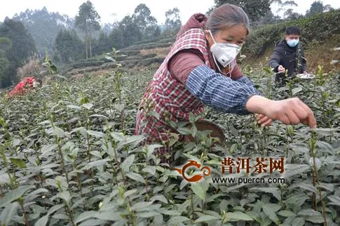 荣县 19万亩茶叶在“疫”战中开采