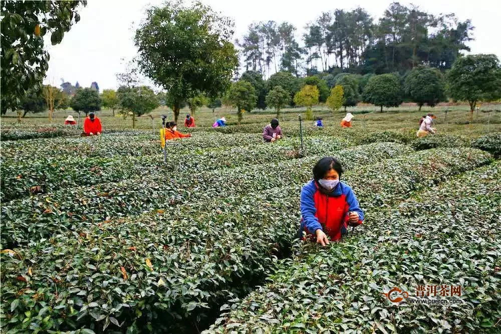 疫情不阻春茶香，邛崃13万亩早茶开采！