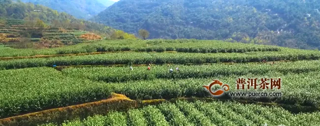 六枝：4.4万亩春茶开采