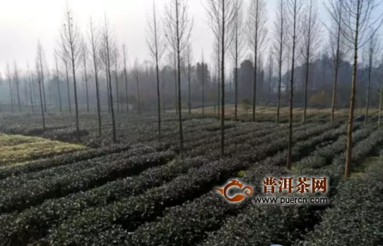 雅安雨城区：加强统筹协调服务指导 确保春茶生产正常开展