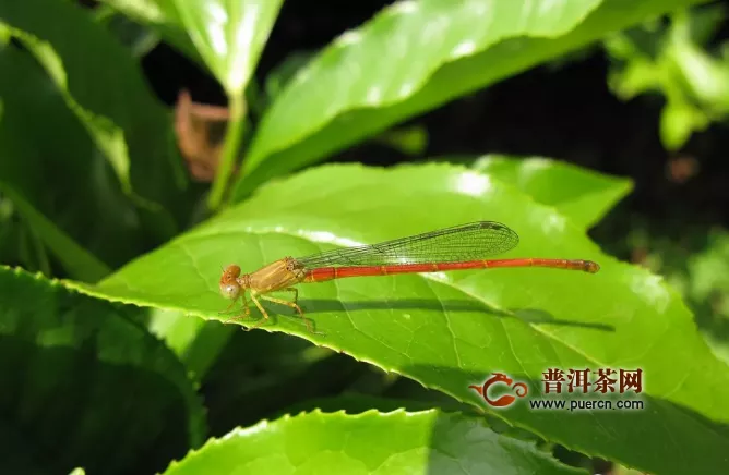 搶時(shí)間 補(bǔ)損失 金沙縣新增茶葉種植如火如荼