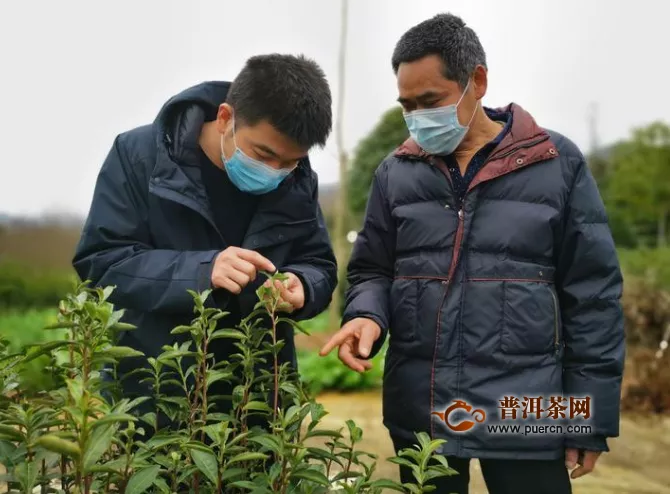 衢州开化公布三张名单：收购茶青和干茶 让茶农采下来的茶卖得出去