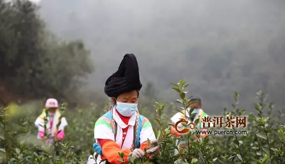 贵州第一批春茶开采