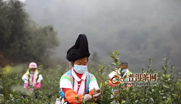 貴州第一批春茶開采