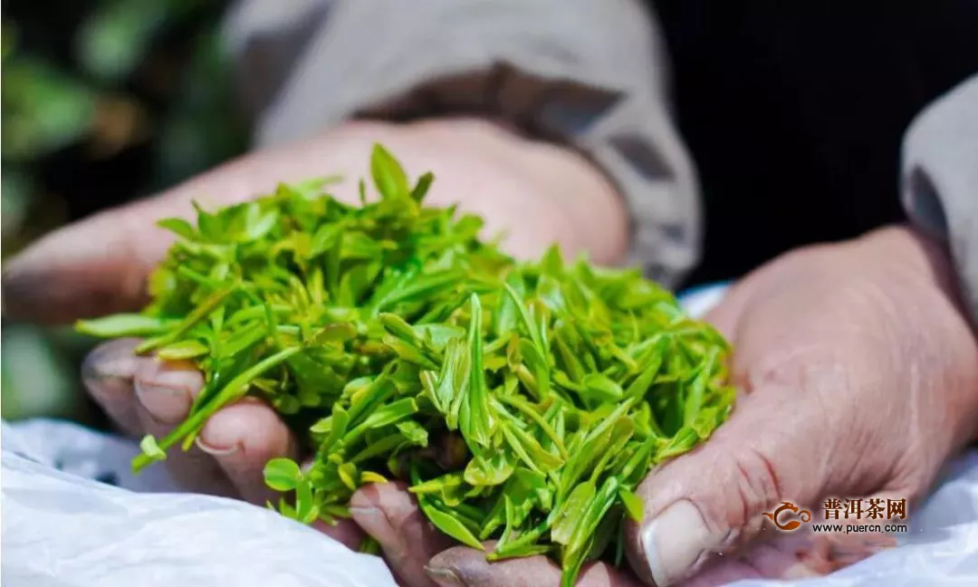 2020日照绿茶春茶价格行情预测解答