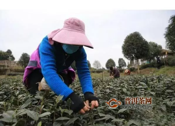 四川邛崃13万亩早茶开采，2月底可喝上2020年首批春茶