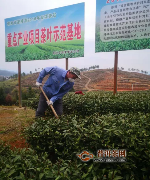 茶陵：“兩茶一葉”復耕忙