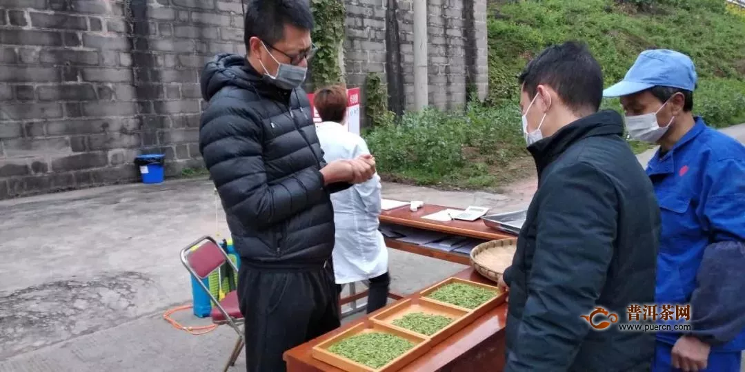 川红集团两亿资金助茶农疫期春茶盼丰收