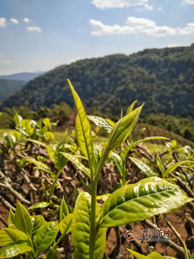 勐海茶厂复工13天，巴达、布朗基地春茶采收有序进行