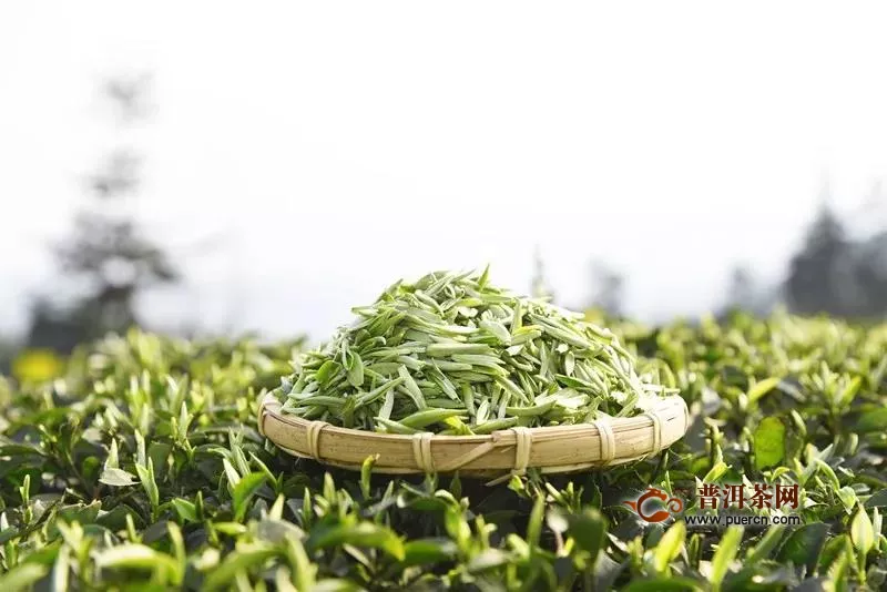 川红正式开采2020首批开园茶