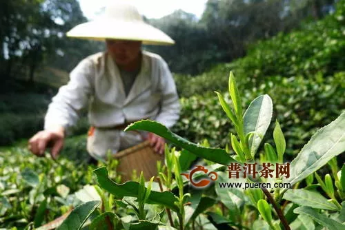 春茶开采在即，杭州今年缺采茶工4.5万人次左右！