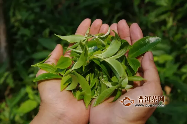 三月：和風悅翠徐沁香，一杯賞盡茶山春