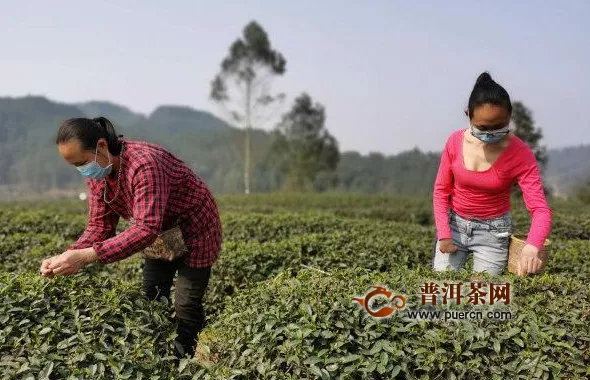 自贡市荣县：13万亩春茶价格涨涨涨 最高184元一公斤