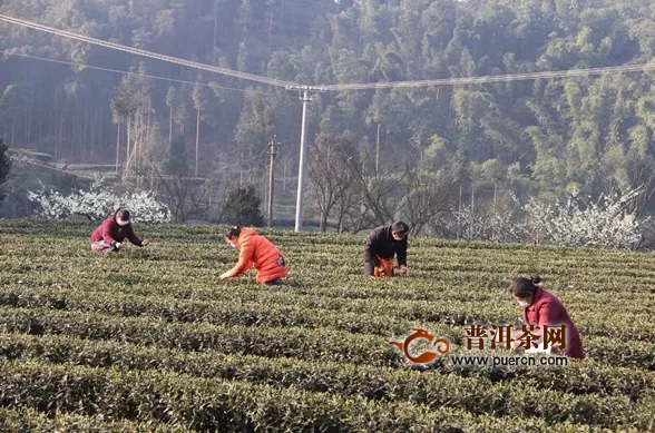 樂山沐川：防疫賣茶兩不誤，今年的春茶要“管錢”