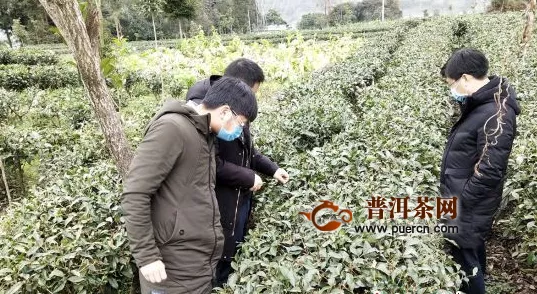 芦山：多举措保障春茶有序生产