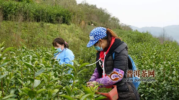 金沙县：春风十里满眼绿 茶叶采摘正当时