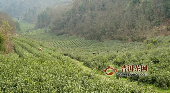 金沙县：春风十里满眼绿 茶叶采摘正当时