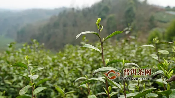 浙江淳安千島湖春茶生產(chǎn)正有序恢復(fù)