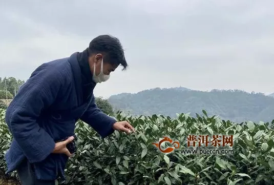 今年龙井茶预计3月中旬开采 现在满山茶田都在等他们