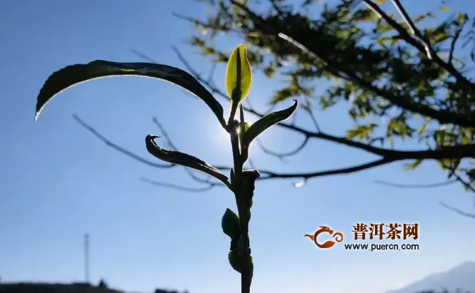湖南省龙溪村正种植白茶