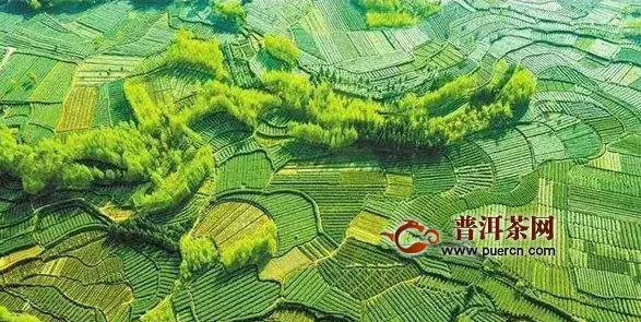 九江武宁县种植白茶
