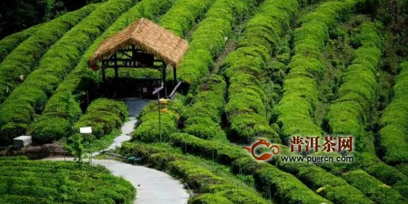 余杭瓶窑茶叶种植村恢复生产