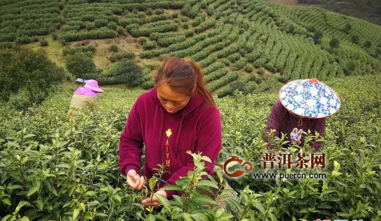 3月春茶季将至 数十万亩茶田或滞销 直播卖茶能够自救？