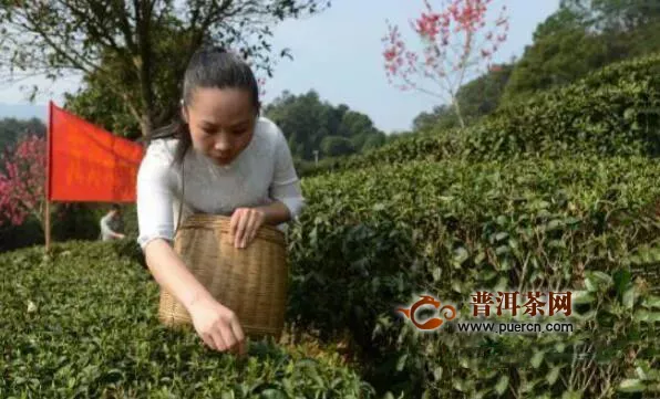 昭平县有机茶园进入茶叶品质最好的采摘期