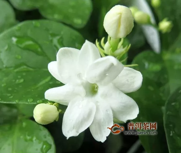 丁香花與茉莉泡水