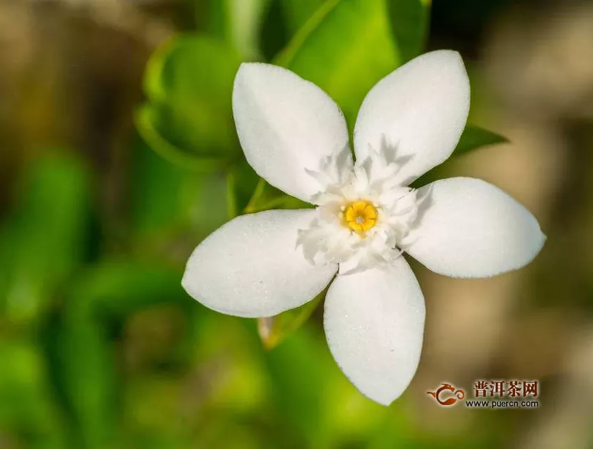 丁香花與茉莉泡水