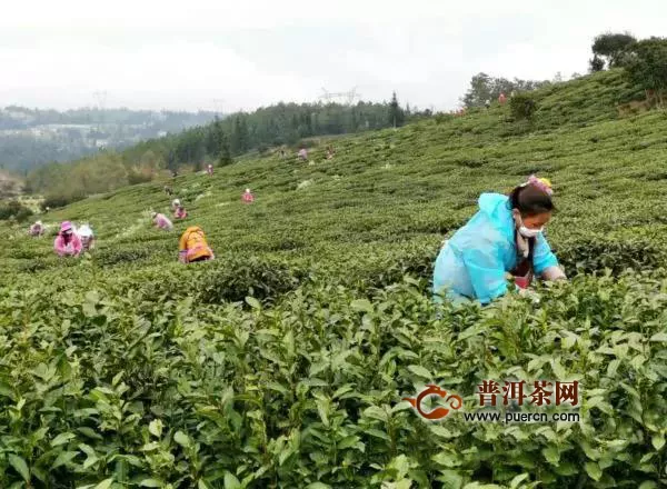 春茶采摘季“双手采茶”让贵州茶农增收茶业增效